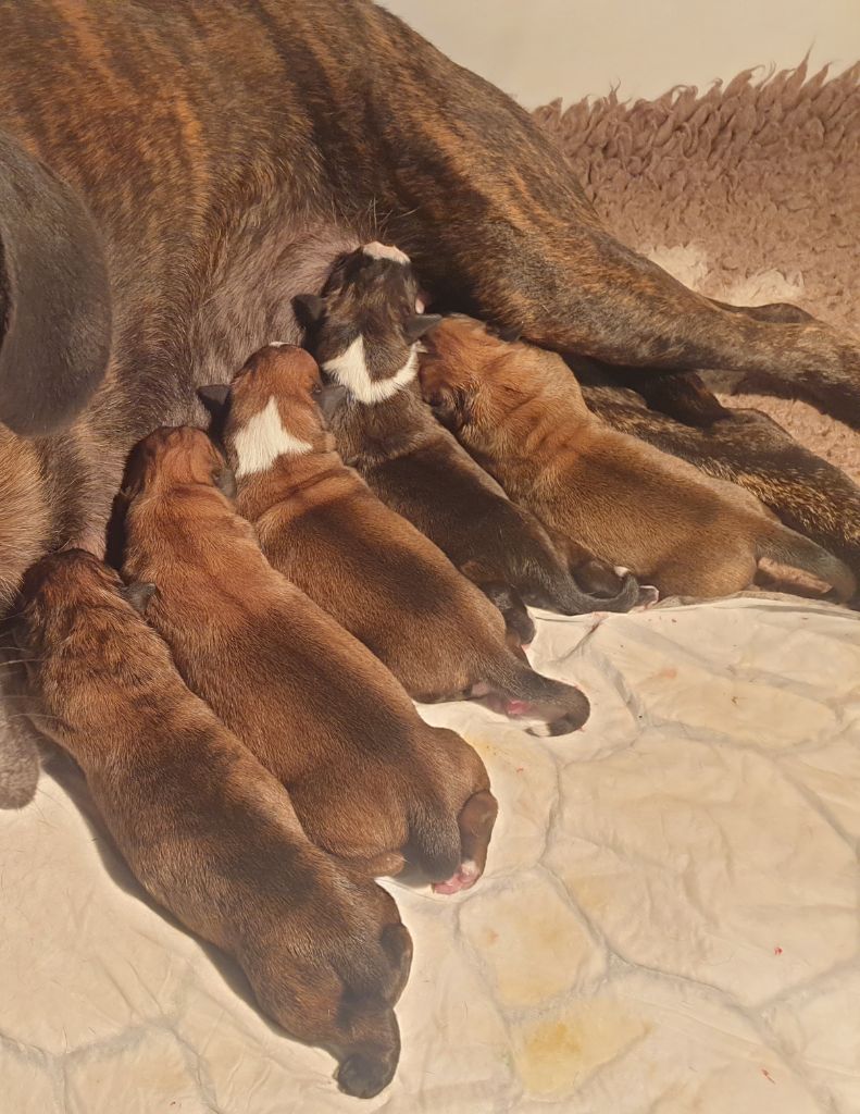 chiot Boxer Du Moulin d'Assit