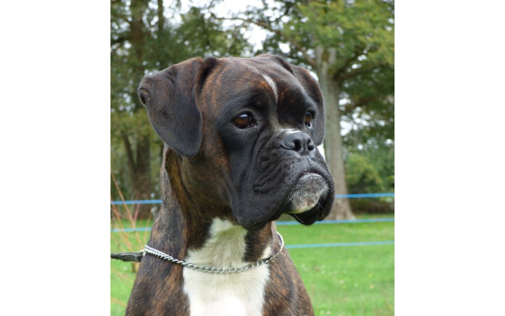 Naika Du Moulin d'Assit