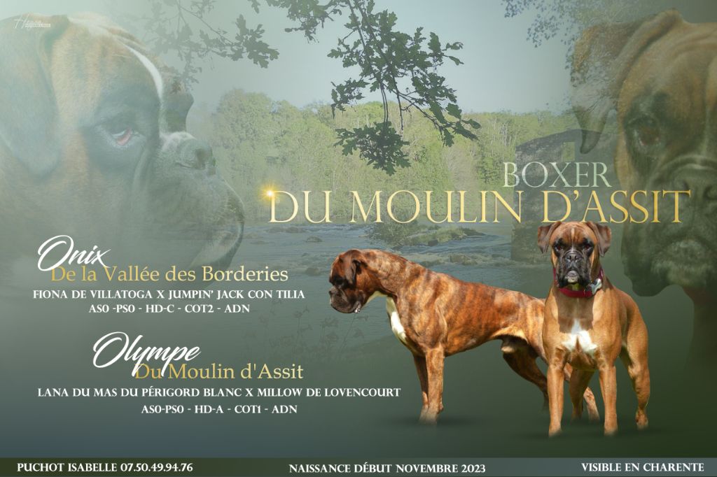 Du Moulin d'Assit - Olympe et Onix 