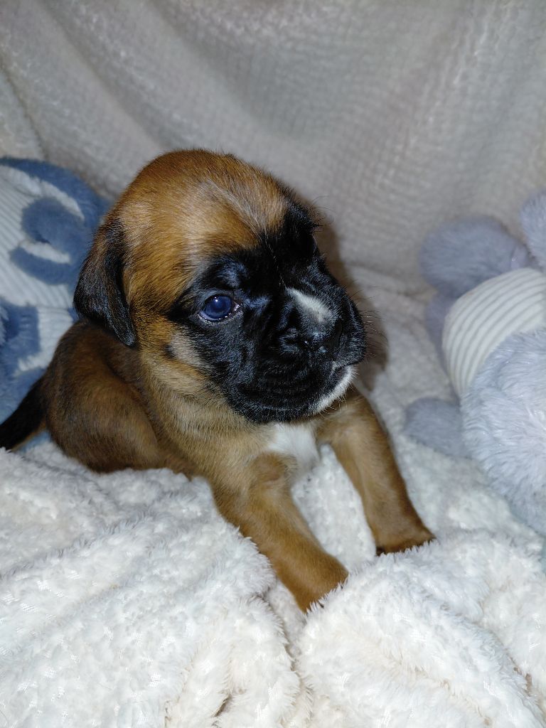 Du Moulin d'Assit - Chiots disponibles - Boxer