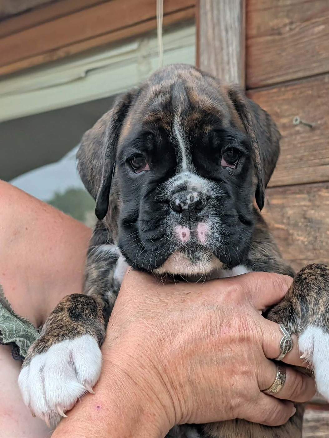 Du Moulin d'Assit - Chiots disponibles - Boxer