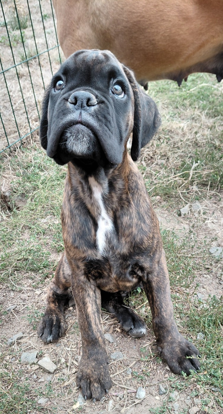 Du Moulin d'Assit - Chiots disponibles - Boxer