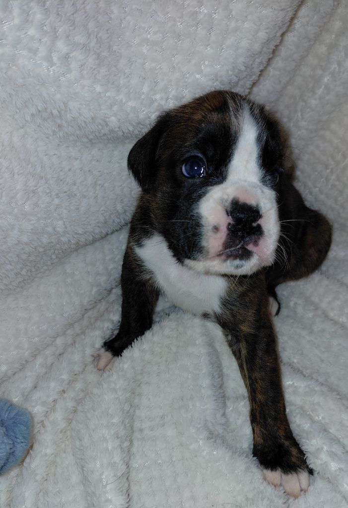 Du Moulin d'Assit - Chiots disponibles - Boxer