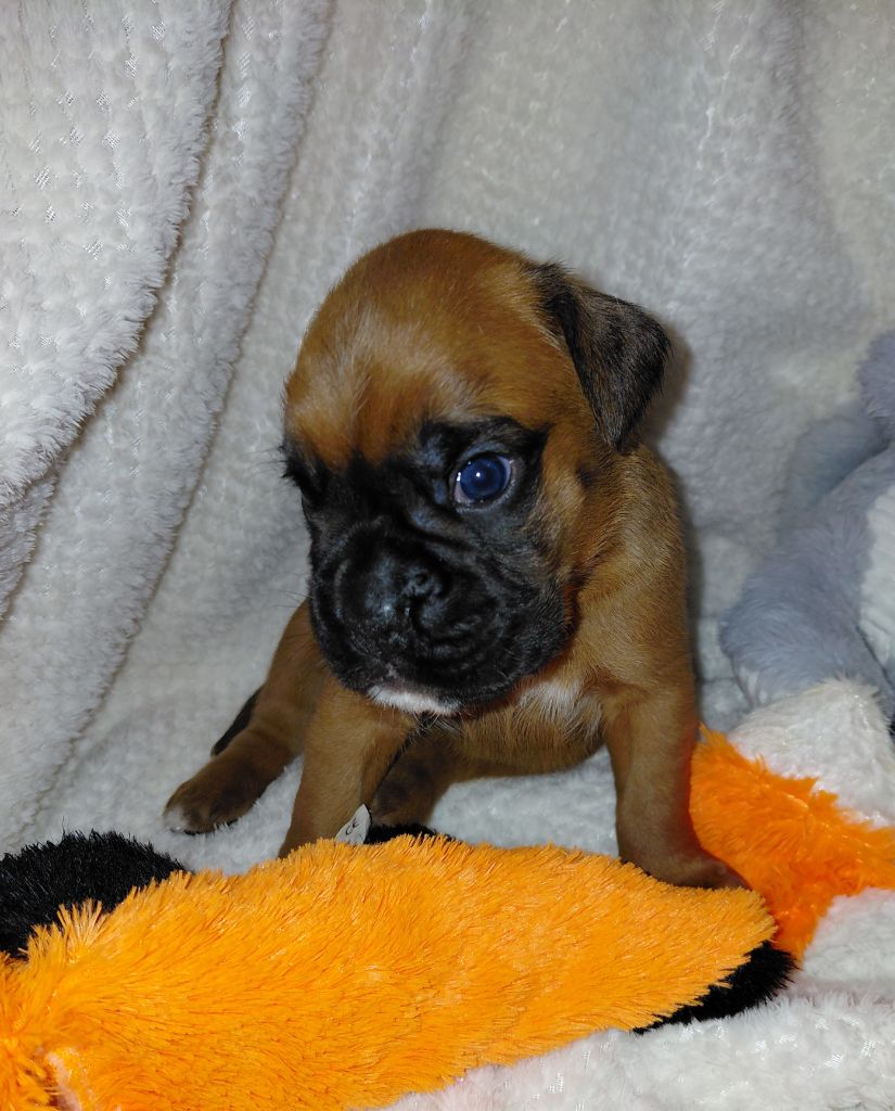 Du Moulin d'Assit - Chiots disponibles - Boxer