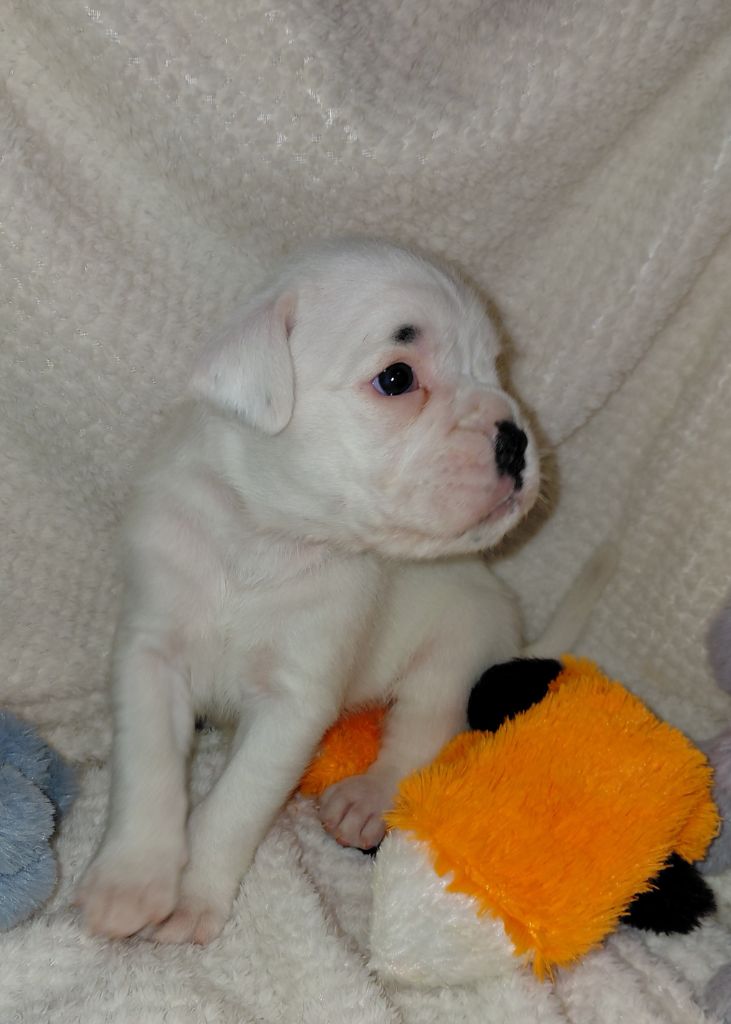 Du Moulin d'Assit - Chiots disponibles - Boxer