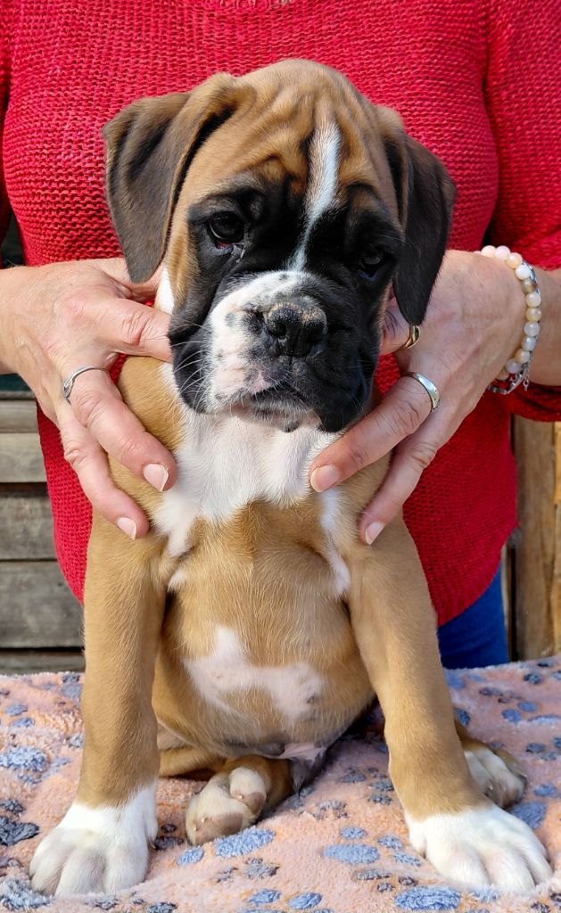 Du Moulin d'Assit - Chiots disponibles - Boxer