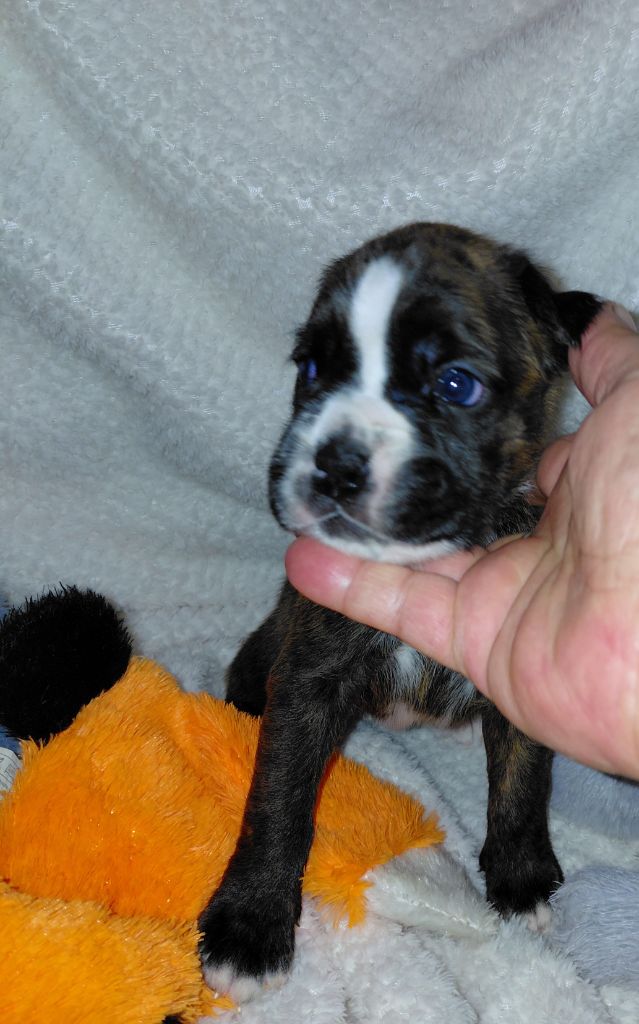 Du Moulin d'Assit - Chiots disponibles - Boxer
