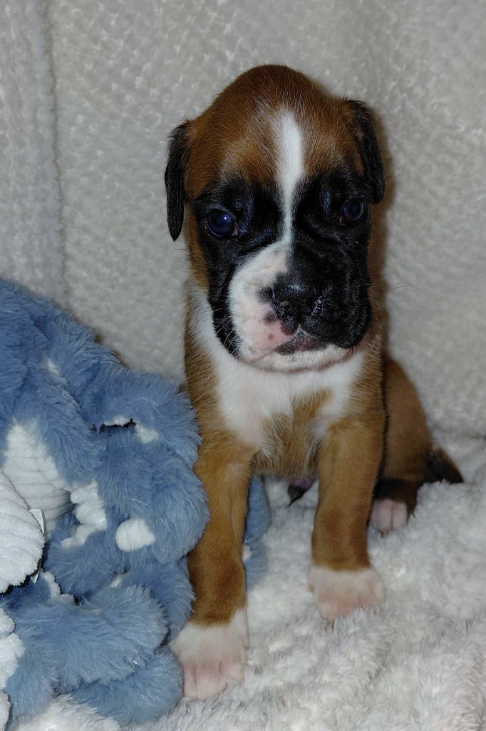 Du Moulin d'Assit - Chiots disponibles - Boxer