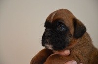 Romy