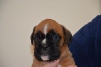 ROXY