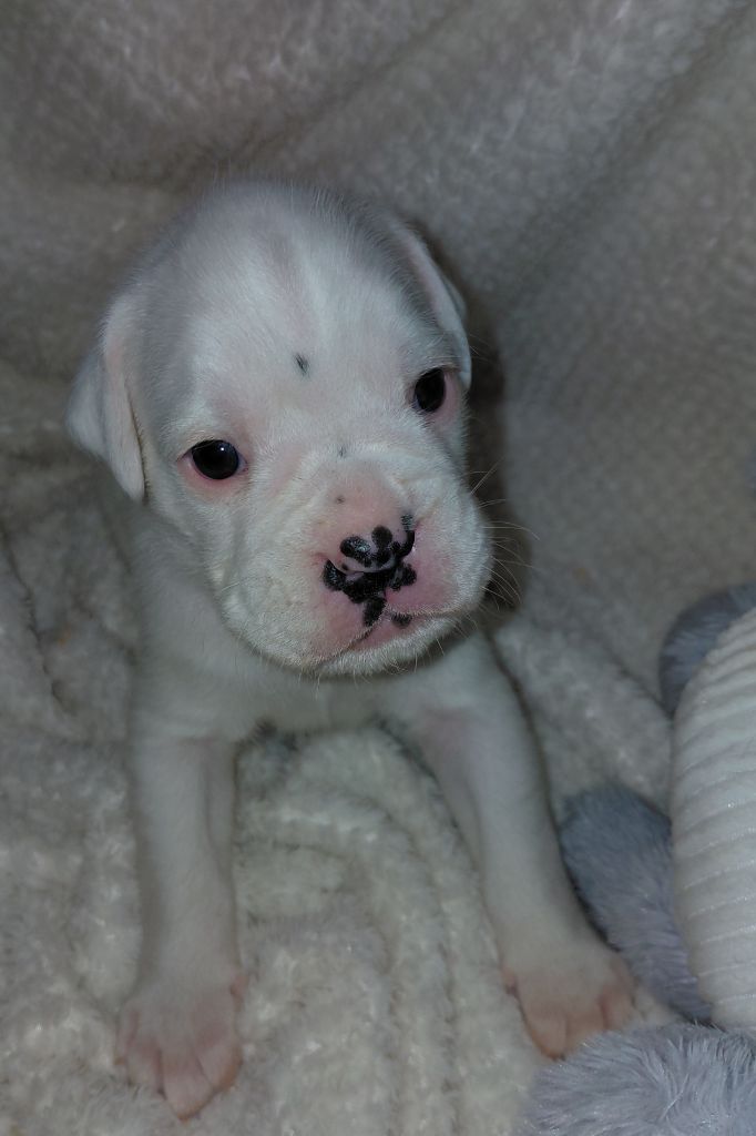 Du Moulin d'Assit - Chiots disponibles - Boxer