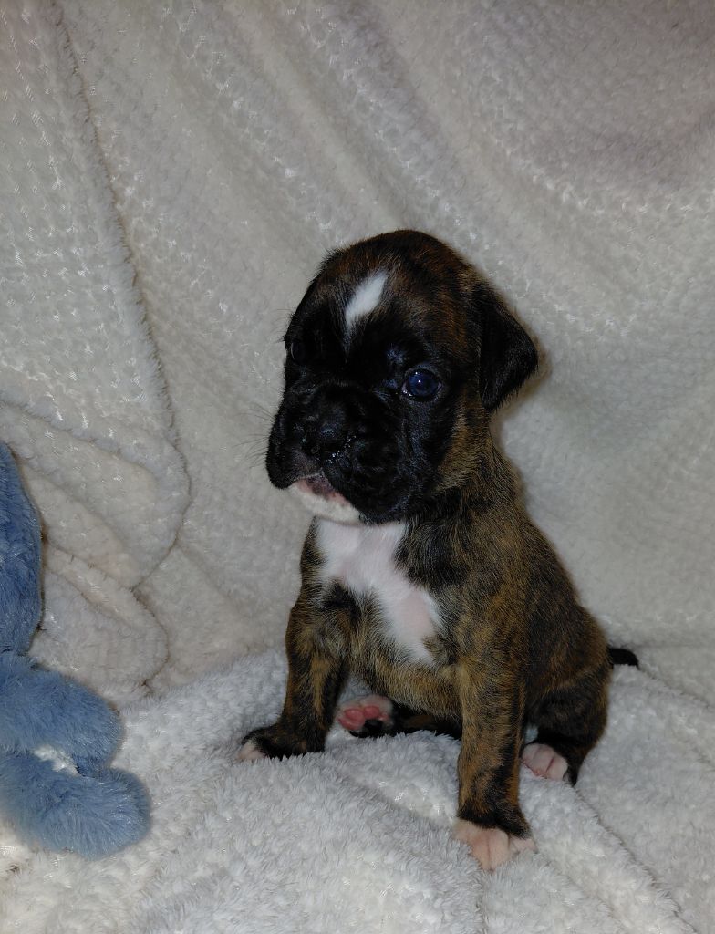 Du Moulin d'Assit - Chiots disponibles - Boxer